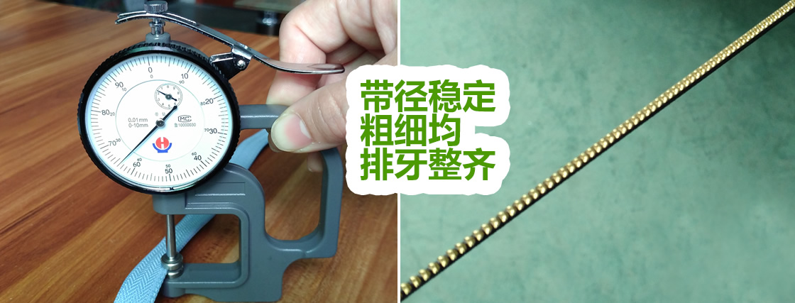 带径稳定，粗细均，排牙整齐